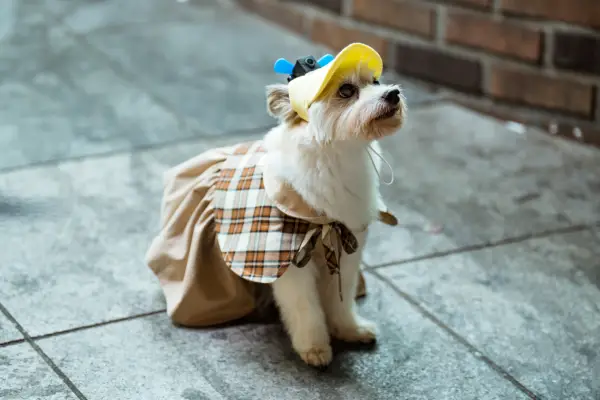 kpop mykpopmania.art