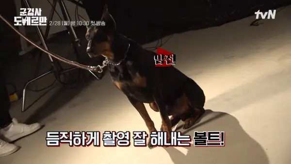 Obejrzyj: Ahn Bo Hyun i Jo Bo Ah nie mogą powstrzymać się od uśmiechu do psa filmującego z nimi w „Wojskowym Prokuratora Dobermana”