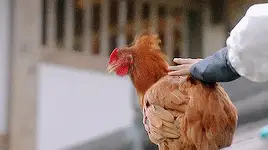 kpop mykpopmania.art